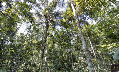 Google Maps 帶你遊走亞馬遜森林   關注環境生態問題