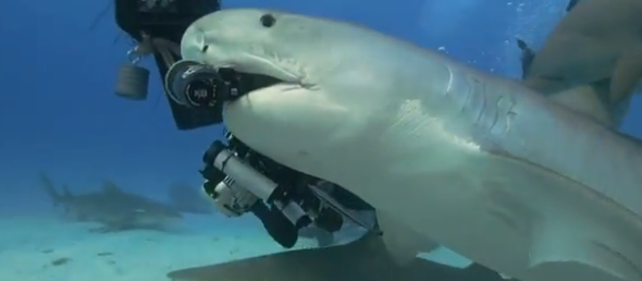 淘氣的鯊魚愛吃貴價潛水相機？
