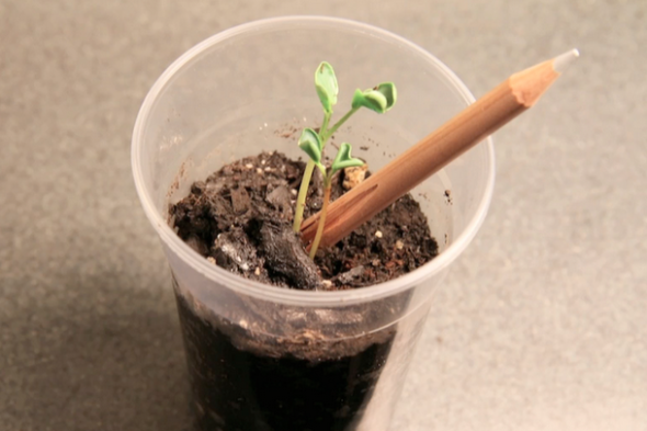 Sprout – 鉛筆用完後可以用來做什麼﹖就用來種一顆植物啦！