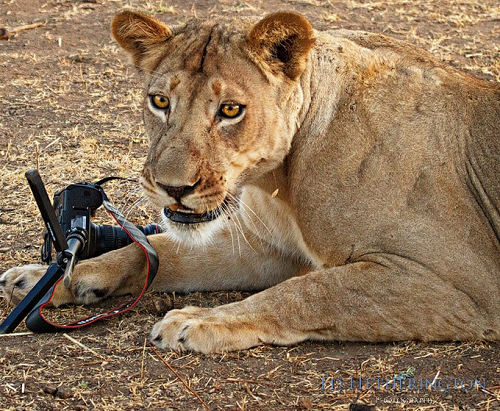 獅子偷攝影師的相機玩自拍