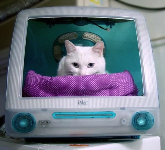 貓奴型格 DIY．舊 iMac 變貓屋