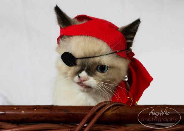 勇敢地活下去！單眼海盜小貓網上瘋傳