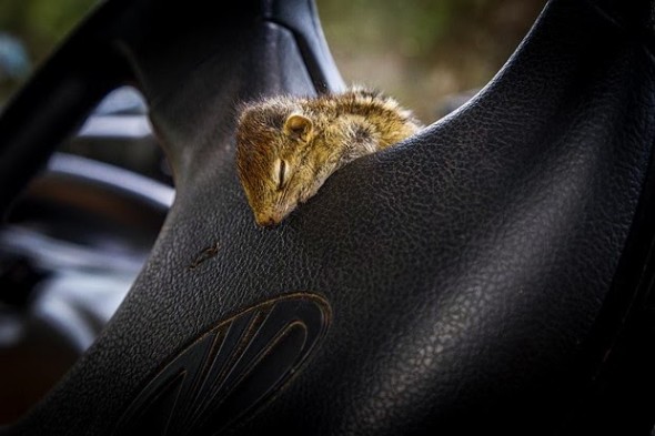 baby palm squirrel
