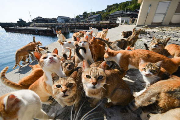人貓比例高 1：5 的貓咪祕境：日本愛媛縣青島