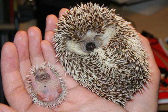 animals-with-miniature-versions-of-themselves-3