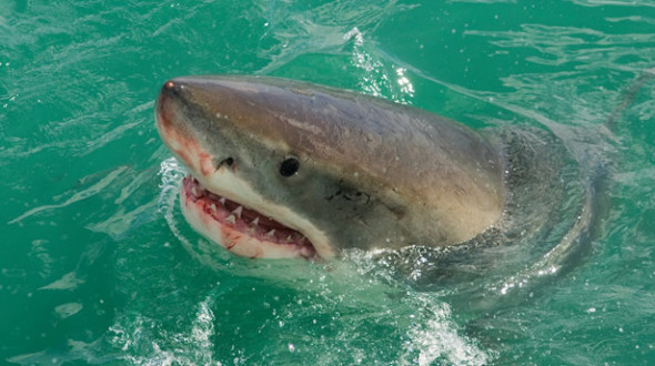鯊魚也會發 Twitter 訊息！提醒泳客安全