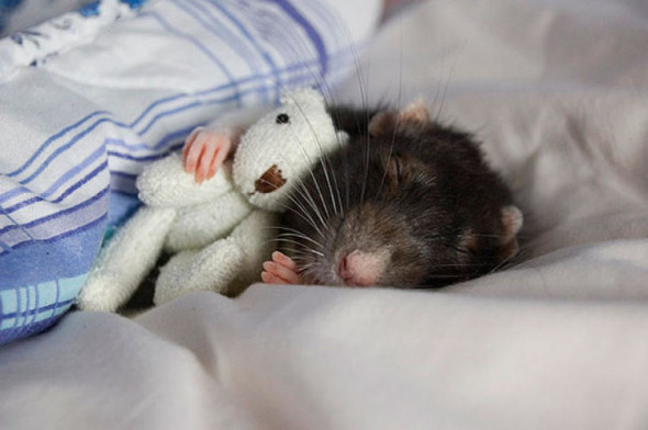 老鼠也愛泰迪熊？超可愛睡相曝光