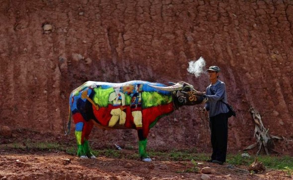 把牛變成畫布的國際牛體彩繪大賽