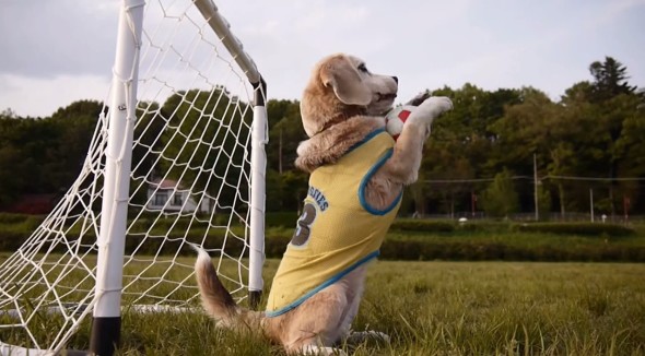 dog-soccer