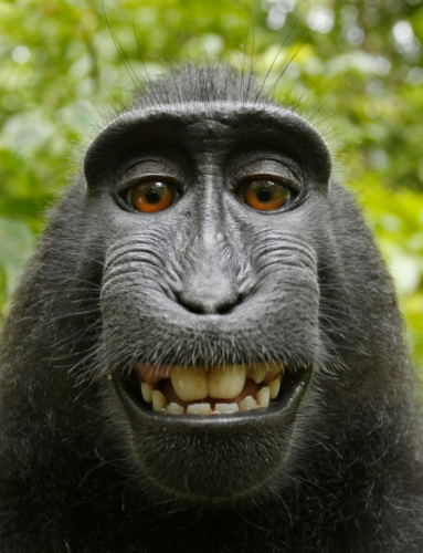 美國政府：獼猴自拍照片不能註冊版權