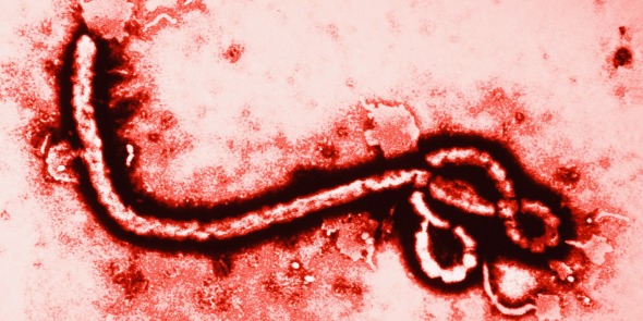 發災難財！ebola.com 叫價 116 萬