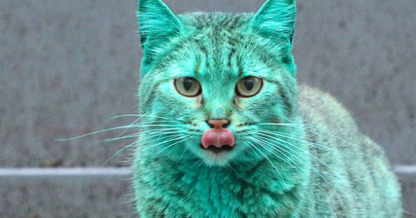 綠色貓咪