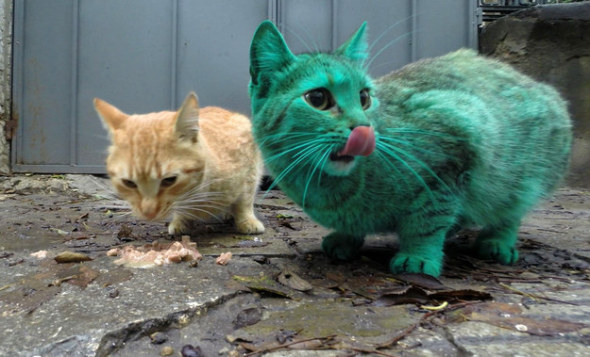 綠色貓咪1
