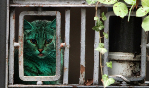 綠色貓咪2