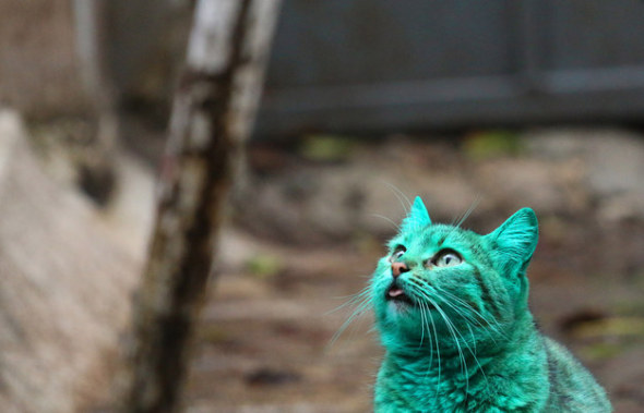 綠色貓咪3