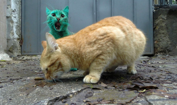 綠色貓咪6