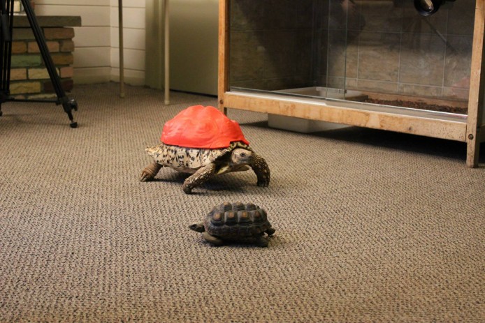 大學生花 600 小時研發  3D 打印陸龜「保護殼」
