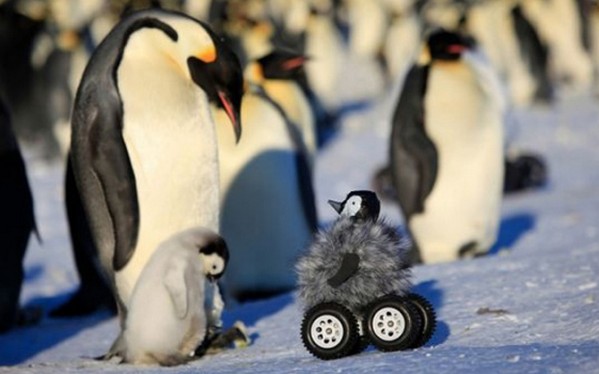 「企鵝公仔攝影機」直擊小皇帝企鵝生長過程