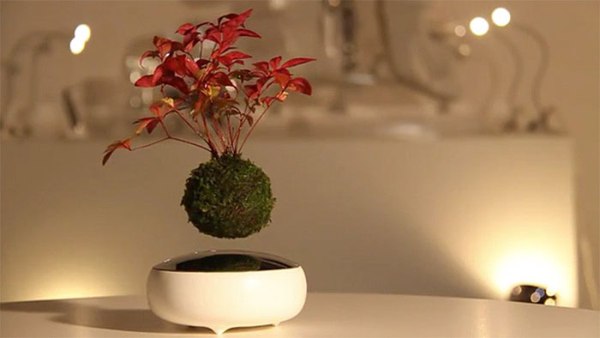 天空之城？日本製「空中盆栽」可凌空浮起自轉超獨特
