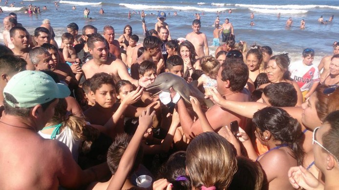 海豚 BB 脫水而死，全因阿根廷遊客搶著自拍！