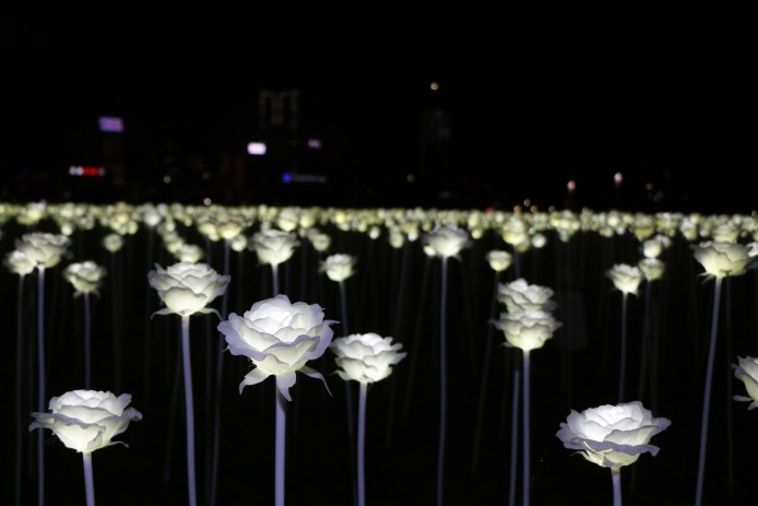 25,000朵 LED 白玫瑰！帶你去海濱長廊 Light Rose Garden