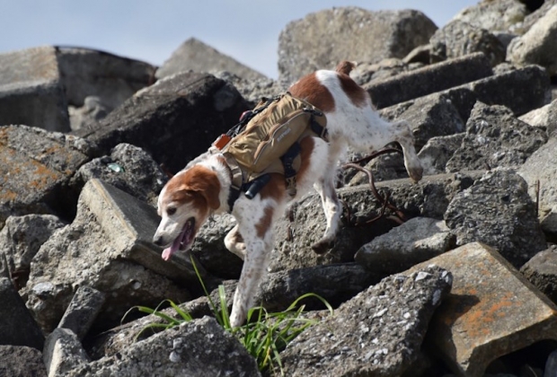 日本研發搜救犬專用智能背心