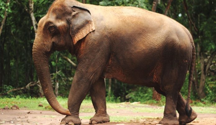 守衛大自然！肯亞用無人機保護大象，免受非法捕獵