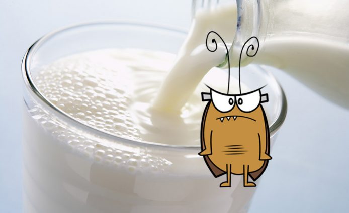 你夠膽食嗎？科學家發現「曱甴奶」營養價值比牛奶高 4 倍有多