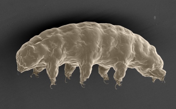 輻射都殺唔死！科學家揭開地球最強生物「水熊蟲」 金剛罩秘密