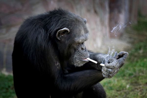 行為可恥！北韓動物園竟訓練黑猩猩表演吸煙慘無人道