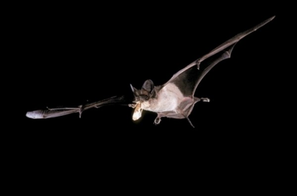 全球最快！巴西無尾蝙蝠水平飛行時速達 159 公里勁過褐雨燕
