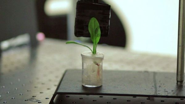 【有片睇】納米生物科技新突破！「菠菜」竟可偵測附近是否有炸彈地雷