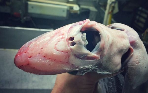 大開眼界！俄羅斯漁夫公開大量超罕見深海生物外型超驚嚇