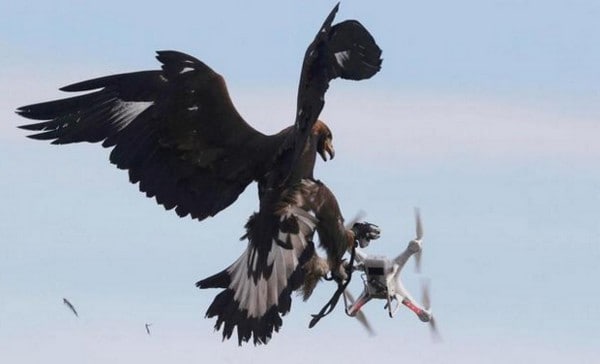 防範恐怖襲擊！法國軍方訓練獵鷹成「航拍機殺手」