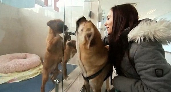 南韓複製狗技術商業化！10 萬美元即可令離世愛犬「重生」