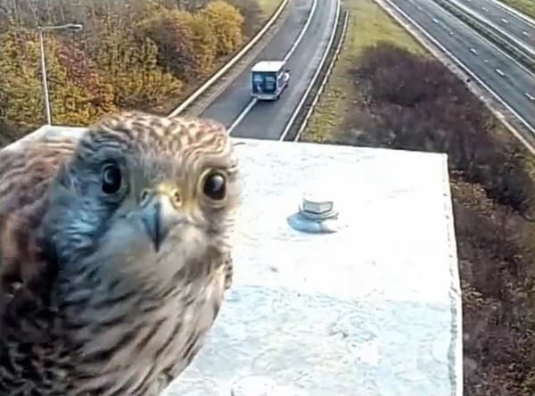 【有片睇】高速公路 CCTV 拍下奇景！可愛紅隼望實鏡頭自拍表演超有趣