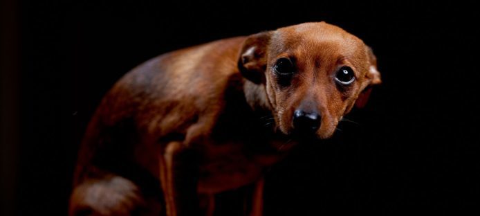 研究發現：狗隻的「無辜」表情並不是代表內疚