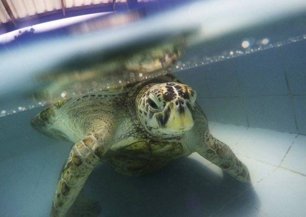 取出體內硬幣無補於事！泰國綠海龜無法吸收營養兩週後不幸離世