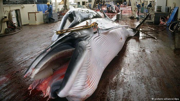 掛羊頭賣狗肉？日本上週再以「科研」為名捕殺 333 條小鬚鯨
