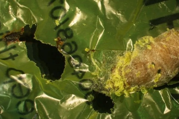 毛蟲竟成為環保救星！研究發現蠟蟲會進食及分解塑膠