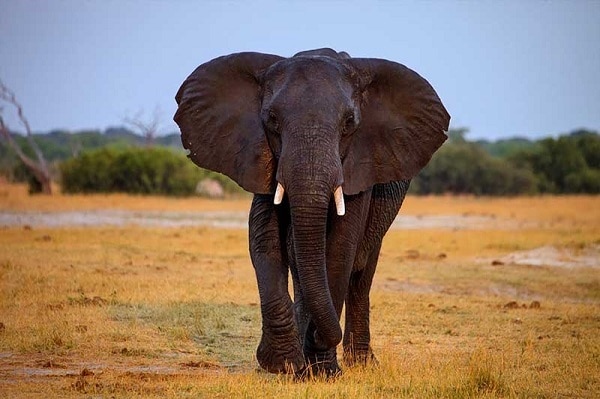 將獵殺當成娛樂！非洲專業獵人自食其果被大象壓死