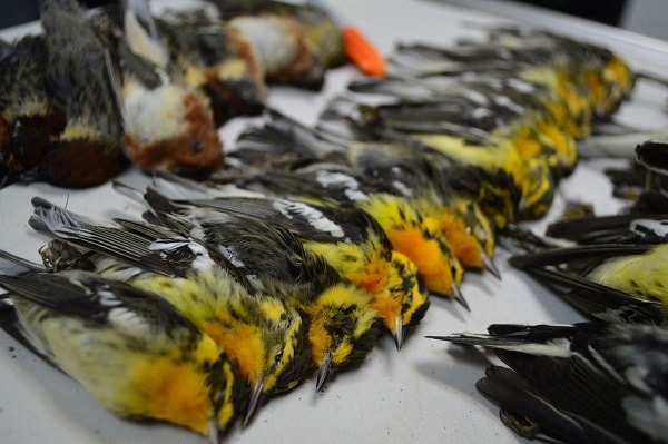 光污染帶來悲劇！美國德州一夜間有 400 隻雀鳥撲向大廈外牆撞死