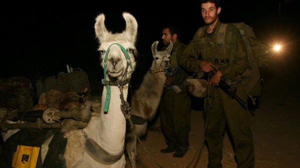羊駝即將退役！以色列軍隊計劃用機械人在戰場上運送物資