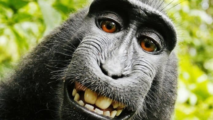 攝影師因「自拍猴子」版權訴訟而面臨破產