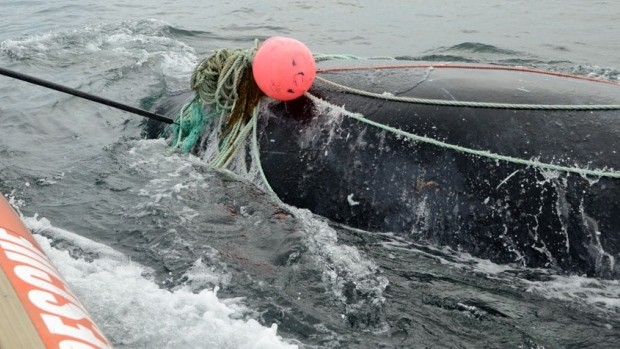 救助鯨魚的保育人士 救鯨魚後翻船溺斃