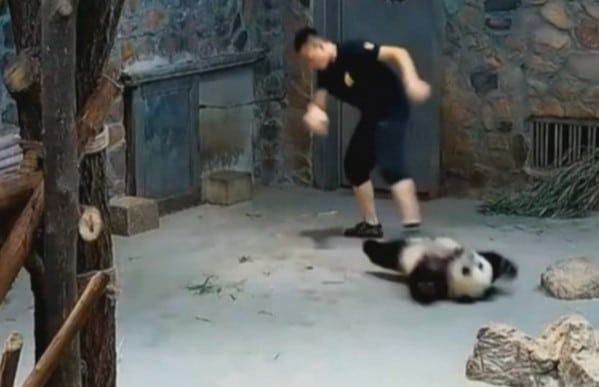 【有片睇】四川飼養員粗暴對待大熊貓影片流出！網民群起譴責
