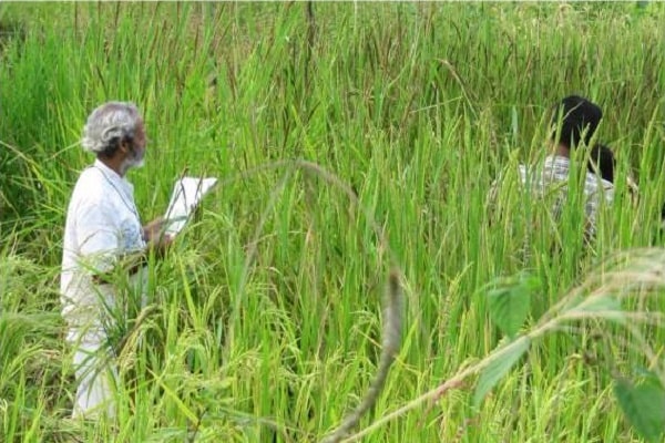 農民可增加收入？科學家發現可以在稻田種植出「白銀」金屬