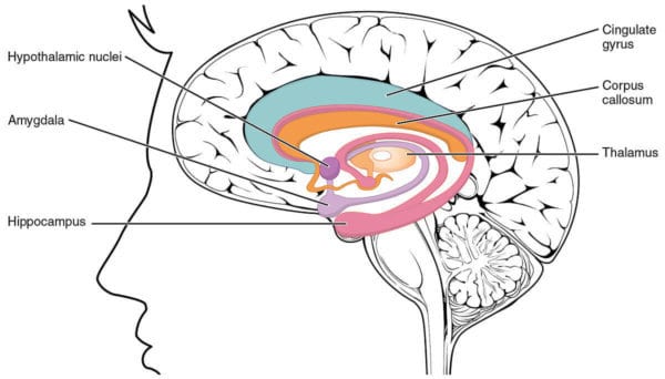 美科學家首證大腦植入物有助提升記憶力