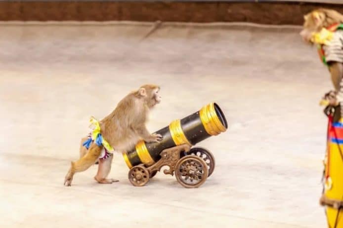 Shutterstock 禁止非自然猿猴照片上載