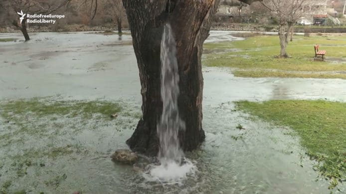 自然奇觀：歐洲出現一棵從樹幹內部噴水的桑樹
